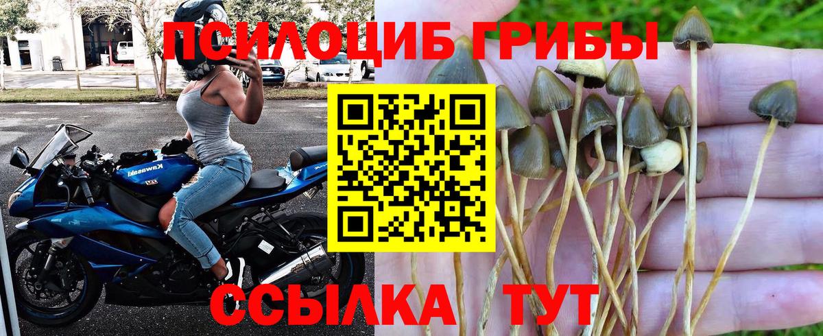 Псилоцибиновые грибы Psilocybe Рузаевка